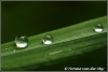 Waterdruppels / drops of water (copyright Yvonne van der Mey)