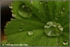 Waterdruppels op vrouwenmantel / drops of water on ladies mantle (copyright Yvonne van der Mey)