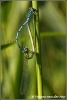 Paringswiel azuurjuffer / Azur damselfly (Copyright Yvonne van der Mey)