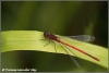 Vuurjuffer mannetje / large red damselfly male (Copyright Yvonne van der Mey)