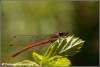 Vuurjuffer vrouwtje / large red damselfly female (Copyright Yvonne van der Mey)