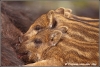 wild-zwijn-biggetjes-zogend-wild-piglets-suckling-copyright-yvonnevandermey