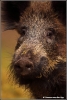 wild-zwijn-portret-wild-pig-portrait-copyright-yvonnevandermey