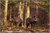 wildzwijn-twee-zeugen-wild-pigs-two-sows-copyright-yvonnevandermey