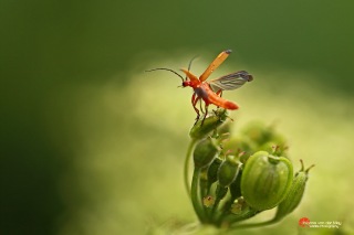 Bijna-vliegend-rood-soldaatje-copyright-YvonnevanderMey