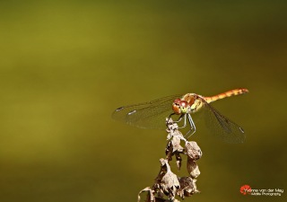 Bloedrode-Heidelibel-copyright-YvonnevanderMey