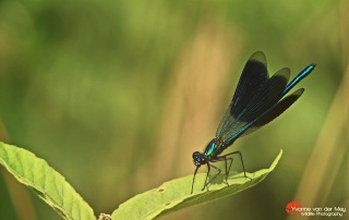 Close-up-Weidebeekjuffer-copyright-YvonnevanderMey