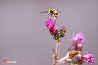 Distel-met-zweefvlieg-copyright-YvonnevanderMey