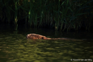 Bever-zwemmend-copyright-YvonnevanderMey