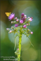 Distel-met-vlinders-copyright-YvonnevanderMey