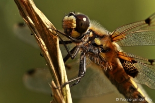 Libel-closeup-copyright-YvonnevanderMey