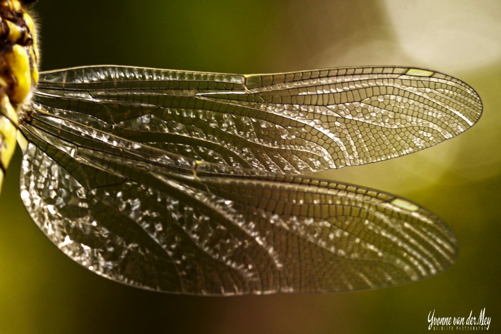Angelwings-libel-vleugels-copyright-YvonnevanderMey
