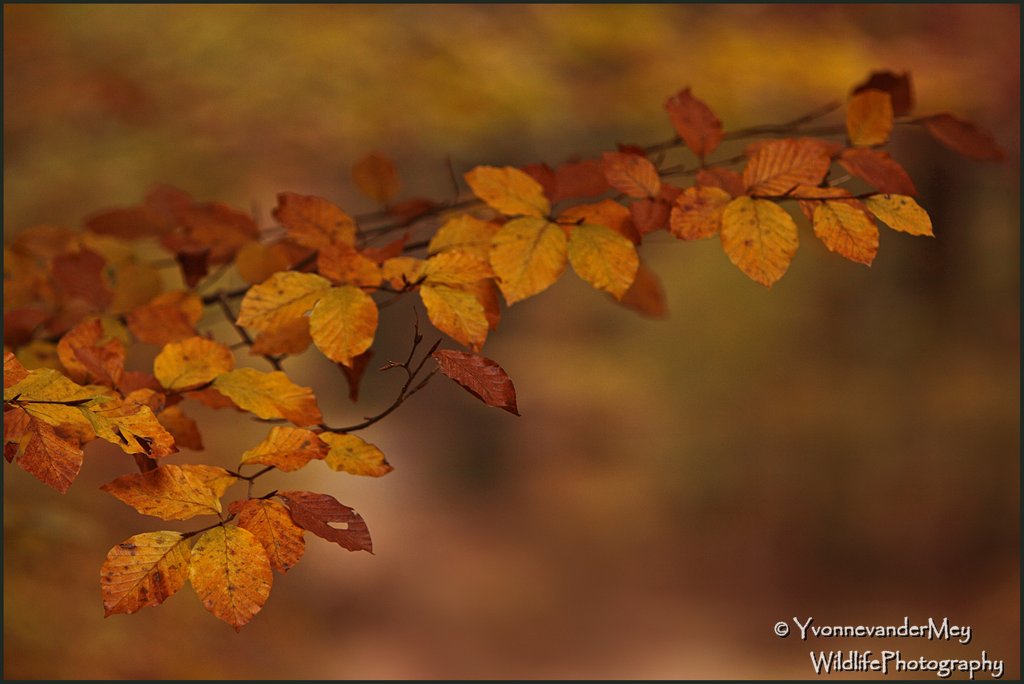 Ton-sur-ton-in-de-herfst-copyright-YvonnevanderMey