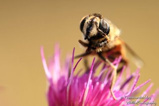 Bij-die-gezicht-wast-copyright-zonder-YvonnevanderMey