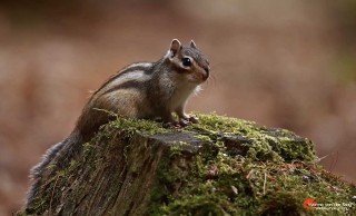 Boomstam-met-siberische-grondeekhoorn-copyright-YvonnevanderMey