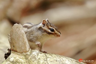 Close-up-Grondeekhoorn-copyright-YvonnevanderMey