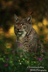 Europese-Lynx-close-copyright-YvonnevanderMey