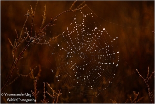 Herfst- copyright-YvonnevanderMey