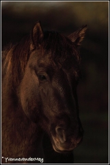 Wild-paard-copyright-YvonnevanderMey