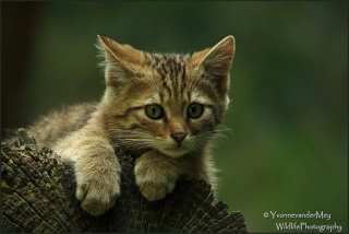 Wilde-kat-kitten-copyright-YvonnevanderMey