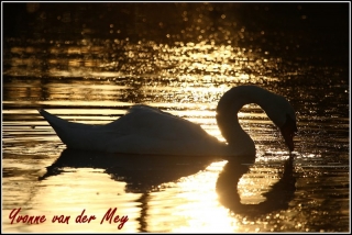 Zwaan-in-tegenlicht-copyright-YvonnevanderMey