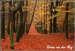 Beukenlaan in herfstkleuren (Copyright Yvonne van der Mey)