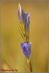 Blauwe gentiaan (Copyright Yvonne van der Mey)