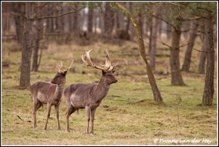 Damherten / fallow-deer (Copyright Yvonne van der Mey)