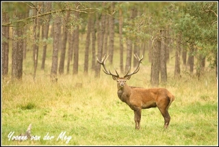 Edelhert in bronst (Copyright Yvonne van der Mey)