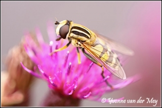 Gaasvlieg (Copyright Yvonne van der Mey)