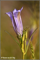 Gentiaanklokje (Copyright Yvonne van der Mey)