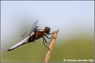 Gewone oeverlibel / Blacktailed skimmer (Copyright Yvonne van der Mey)