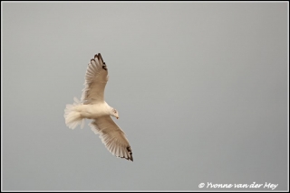 Meeuw / seagull (Copyright Yvonne van der Mey)