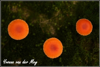 Oranje paddenstoelen Copyright Yvonne van der Mey