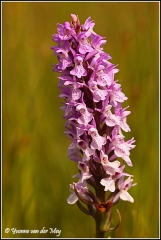 Orchis (Copyright Yvonne van der Mey)