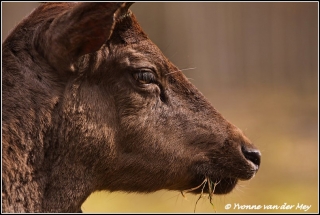 Portret damhert / Portrait fallow deer (Copyright Yvonne van der Mey)