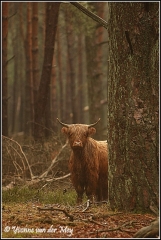 Schotse hooglander deelerwoud (Copyright Yvonne van der Mey)