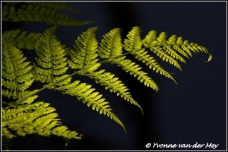 Varenblad / Fernleave (Copyright Yvonne van der Mey)