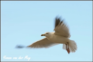 Vliegende meeuw Copyright Yvonne van der Mey