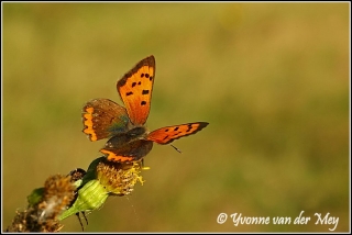 Vlinder (Copyright Yvonne van der Mey)
