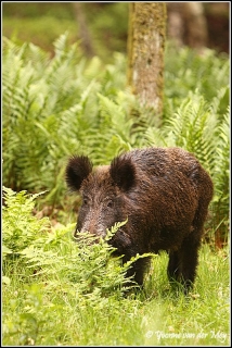 Wild zwijn / Wild boar (Copyright Yvonne van der Mey)