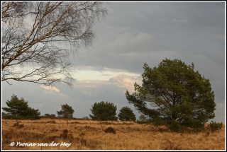 Winterse heide / Moor in winter (Copyright Yvonne van der Mey)