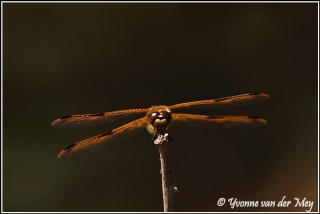 Witsnuit libel / White faced darter (Copyright Yvonne van der Mey)