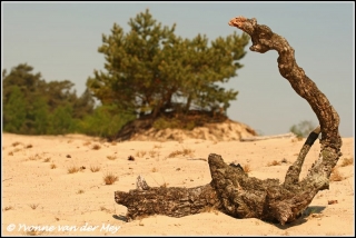 Zandverstuiving hulshorster zand (Copyright Yvonne van der Mey)