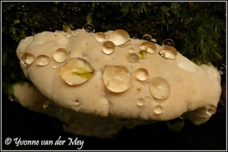 Zwam met waterdruppels (Copyright Yvonne van der Mey)