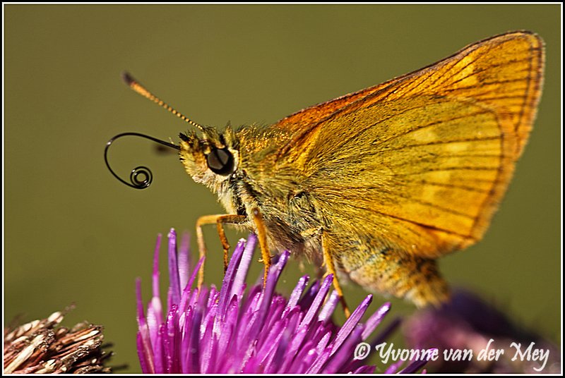 Drinkende vlinder (Copyright Yvonne van der Mey)