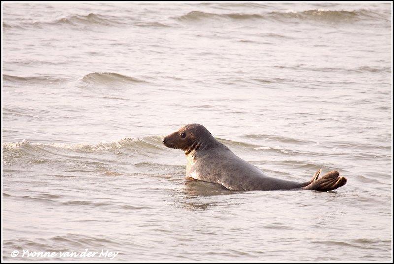 Grijze zeehond / Grey seal (Copyright Yvonne van der Mey)