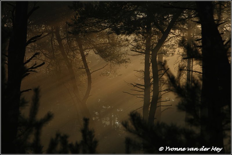 Mistsfeer vroege ochtend / Misty morning (Copyright Yvonne van der Mey)