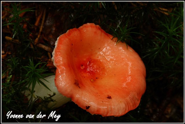 rode-paddenstoel-copyright-yvonnevandermey