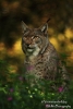 Europese-Lynx-close-copyright-YvonnevanderMey